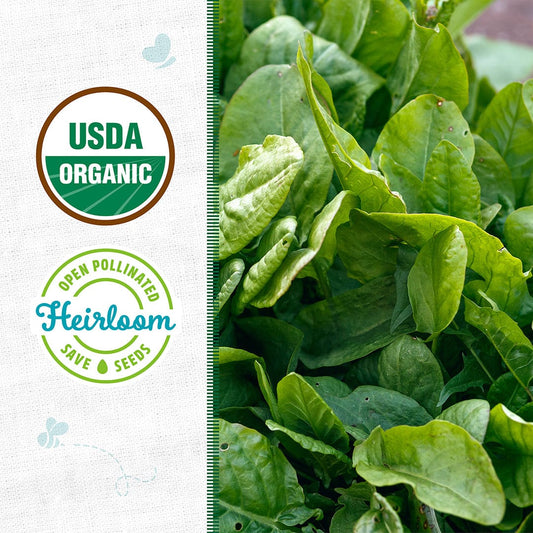 Organic Sorrel Seeds — 'Garden Large Leaf'