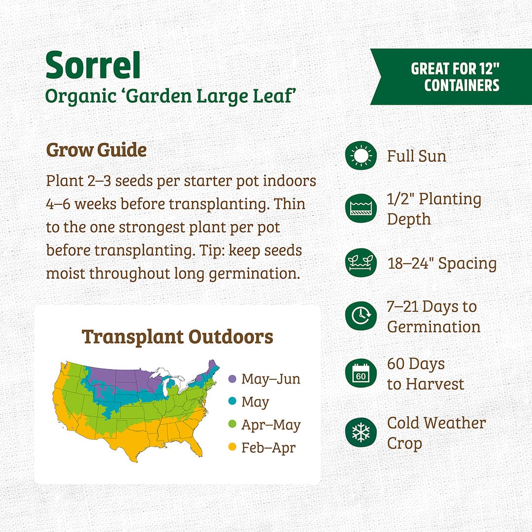 Organic Sorrel Seeds — 'Garden Large Leaf'