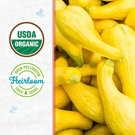 Organic Squash Seeds — 'Crookneck'