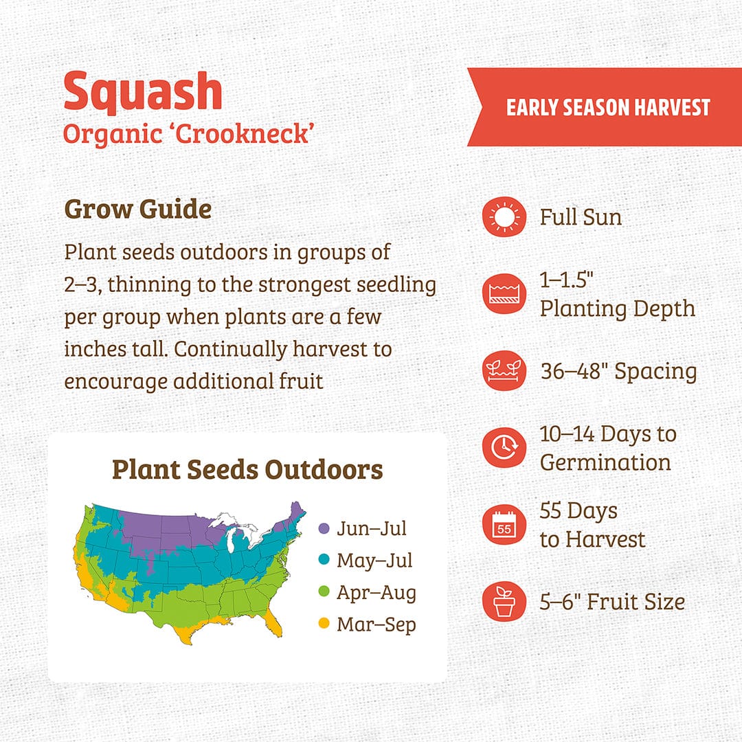 Organic Squash Seeds — 'Crookneck'