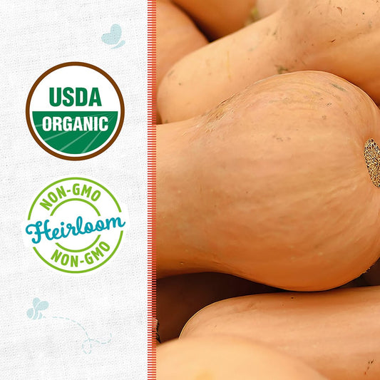 Organic Squash Seeds — 'Waltham Butternut'