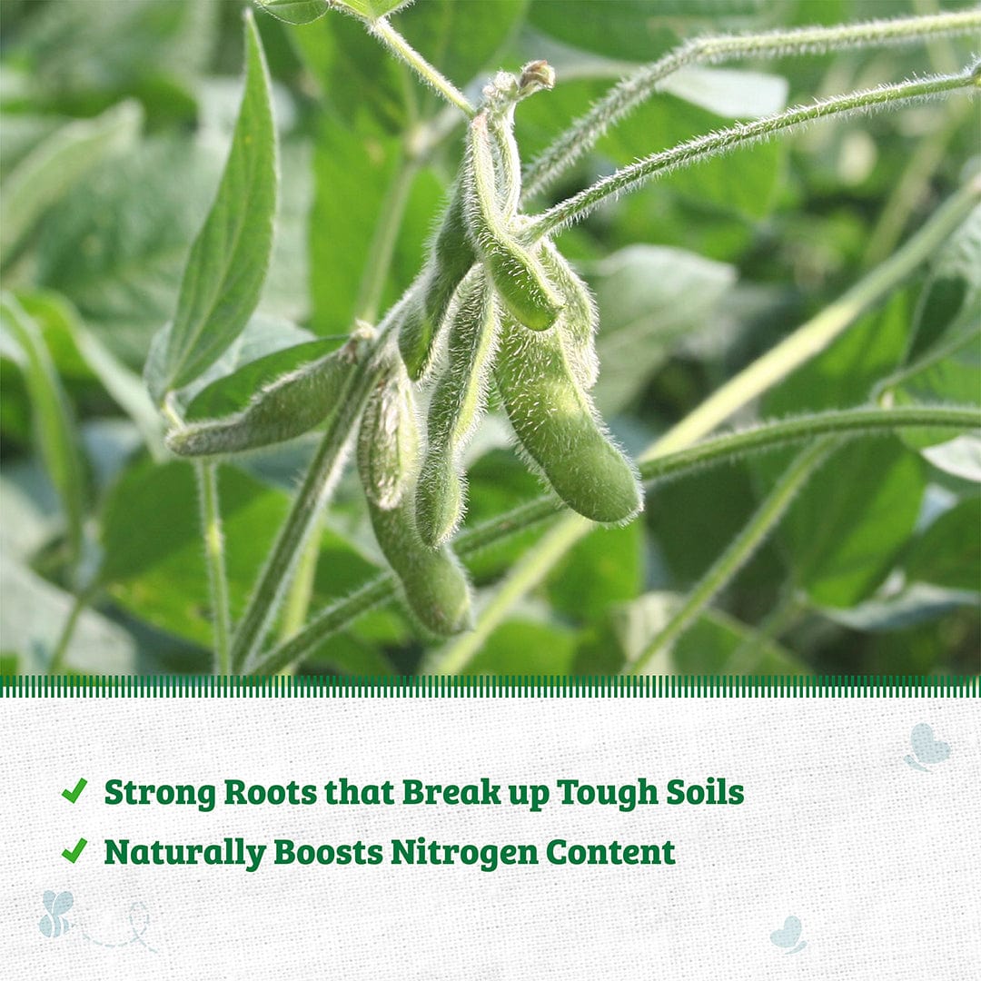 Organic Soybean Cover Crop Seeds