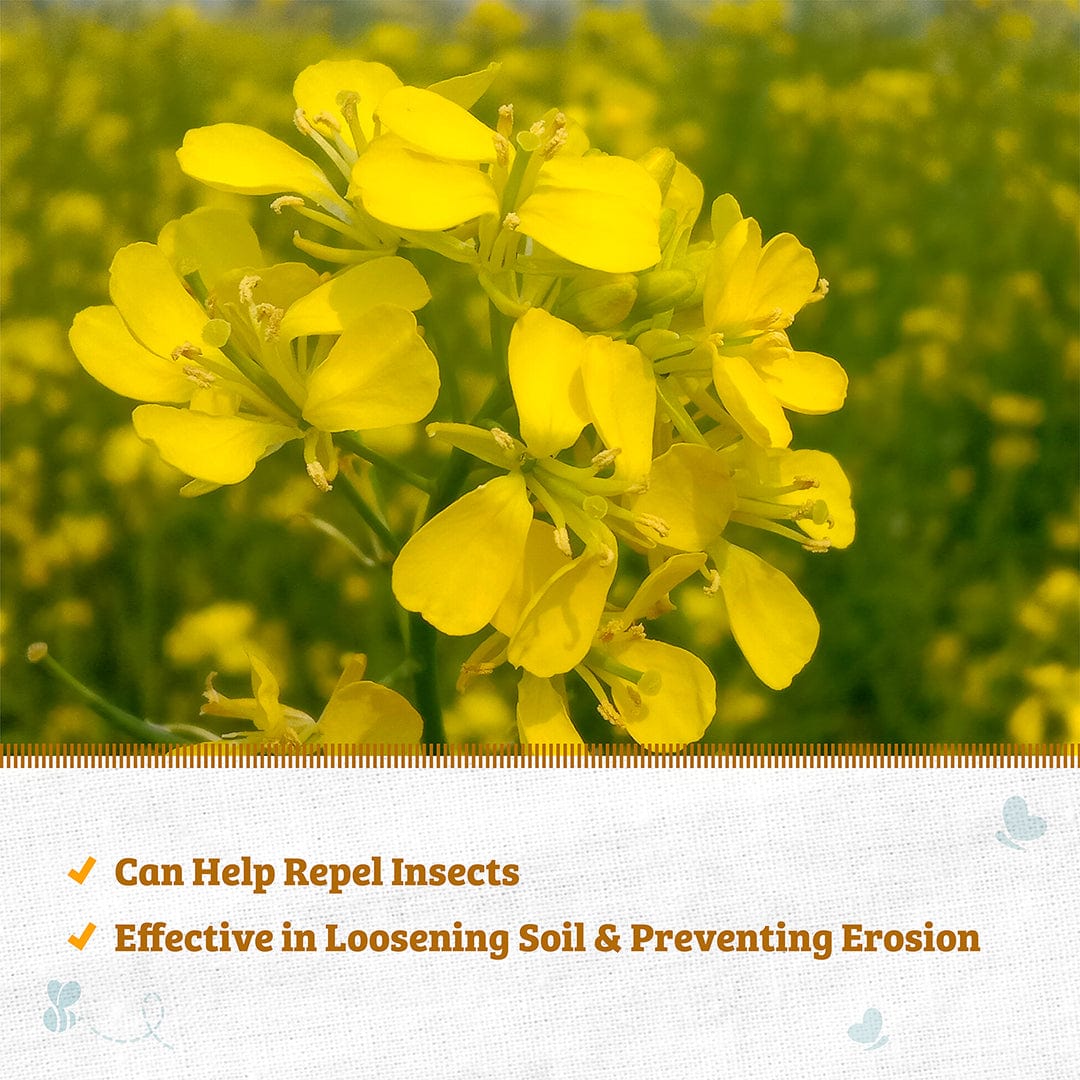 Organic Yellow Mustard Cover Crop Seeds