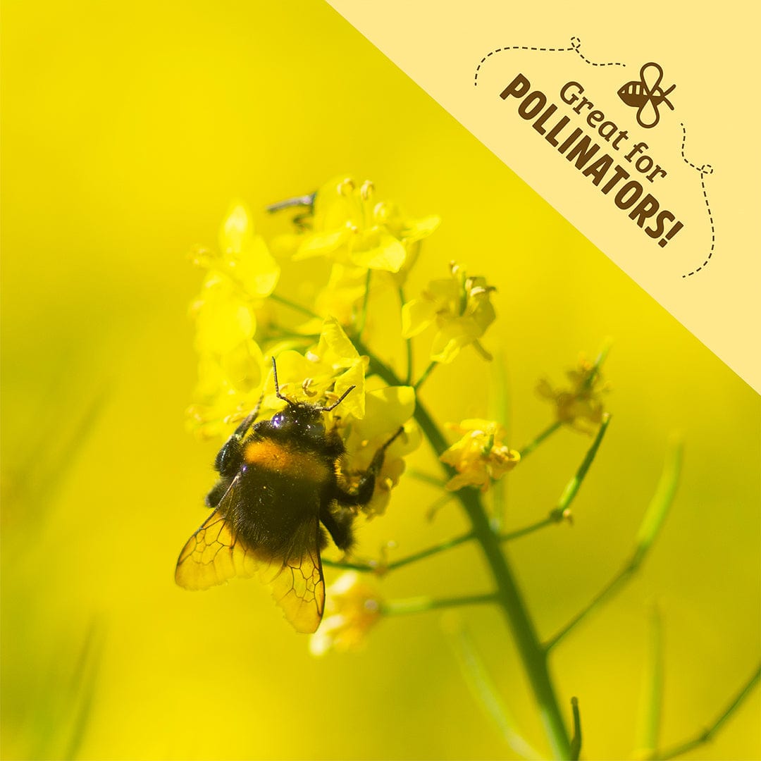 Organic Yellow Mustard Cover Crop Seeds
