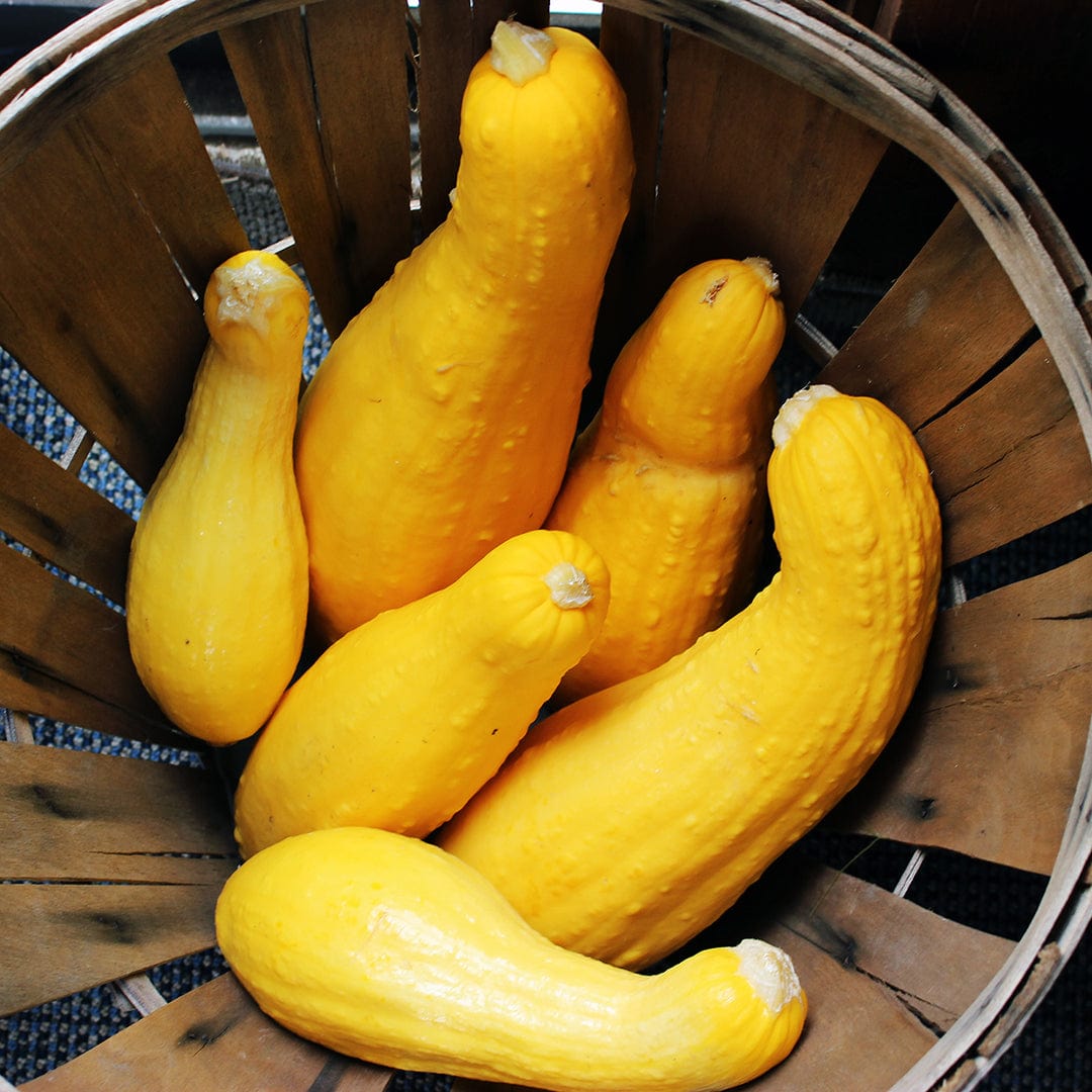 Organic Squash Seeds — 'Crookneck'